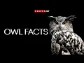 Mysterious OWL FACTS You Can t Miss