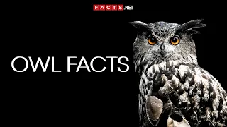 Mysterious OWL FACTS You Can t Miss
