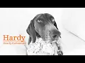 Hardy s Second Chance A GSP s Story That Will Touch Your Heart