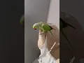 Lagu #parrot #birds #papagal #pets #papagei #funny #funnyparrot #animals #love