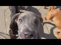 Perfect Pet Puppy palooza at Killeen animal shelter