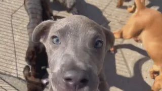 Perfect Pet Puppy palooza at Killeen animal shelter