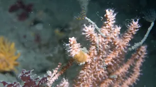 Download Sabella discifera, Scuba Dived Footage From The Isles of Scilly MP3