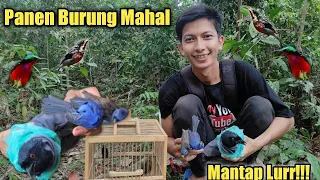 Download Mikat Burung Konin Dapat Burung Burung Mahal MP3