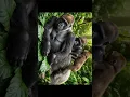 Download Lagu Powerful Gorilla in the Wild | Echoes of the Wild