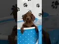 Download Lagu it’s puppy bath time! #puppy #shorts #asmr #blue #poodle #asmrvideo