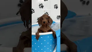 it’s puppy bath time! #puppy #shorts #asmr #blue #poodle #asmrvideo