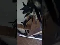 Suara Walet asli