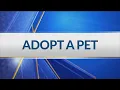 Adopt a Pet Sept 16 2021 at Lawrence Humane Society