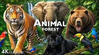ANIMAL FOREST DISCOVERY / 60FPS 4K ULTRA HD #4K #ANIMALS