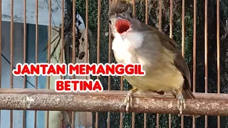 Download Burung Cucak Jenggot Gacor Jantan Memanggil Betina MP3