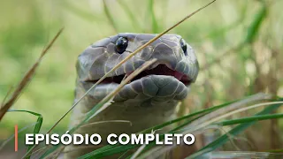 Predadores dos pântanos: Os caçadores mais ferozes da Austrália | Australianos Mortais 102