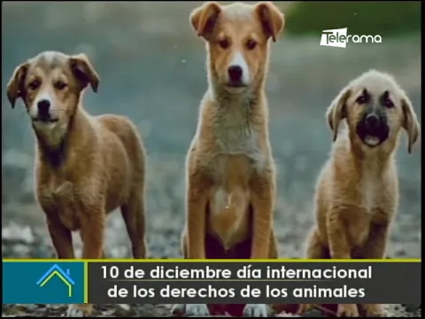 10 de diciembre día internacional de los derechos de los animales