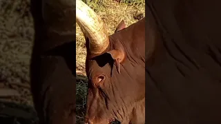 Jiminogeni Doto Ujumbe Halusi 10 11 2025 Msambazaji Gadushi Studio 