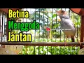 Download Lagu SUARA BETINA GACOR MENGGODA JANTAN ‼️ Prenjak Betina Memanggil Jantan.