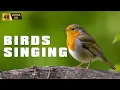 Download Lagu Healing Birdsong Symphony - Soothing Sounds of Nature for Deep Relaxation \u0026 Peaceful Sleep