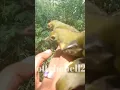 Download Lagu Burung korlap ataw Kolibri kelapa#hobi#mikat#burung#semua#jenis#vidioshort#yummy#yutubeshorts