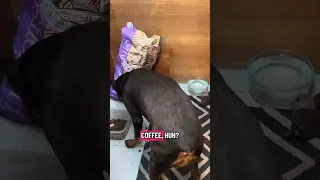 #Fyp #dream #doberman #pets #food