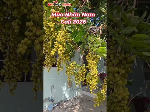 Mùa Nhãn Nam Cali 2026 - Bà Con Trúng Mùa Nhãn năm nay nhiều lắm luôn nè hihi...