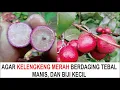 🔴Agar Buah Kelengkeng Berdaging Tebal Manis \u0026  Biji Kecil Ini  Bahannya ❗❗❗