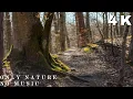 2H Calm Forest Scene - No Loop