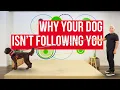 My dog lunges at other dogs - how to stop it and why Dog Fixes by Cesar Millan