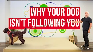 My dog lunges at other dogs - how to stop it and why | Dog Fixes by Cesar Millan