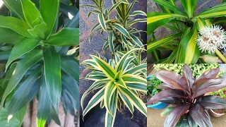 4 tipos de Dracena que cultivo no meu quintal.