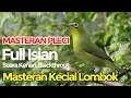 Download Lagu Masteran Spesial Kecial Kuning Lombok Isian Kenari Blackthrout