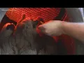 St Augustine Alligator Farm receives tons of New Year s Day visitors