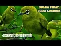 Download Lagu Suara pikat pleci lombok atau kecial AMPUH JERNIH  terbaru