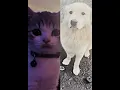 Download Lagu cats vs dogs..😳#shorts