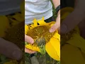 Download Lagu Harvesting sunflower seeds
