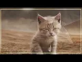 Download Lagu Di Bawah Tulang Rusuk Sion ~ Balada profetik untuk persekutuan global dan perbungaan ilahi.
