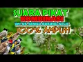 Download Lagu Suara pikat burung kecil paling ampuh untuk mikat burung kecil di hutan @AnakDesaKicau