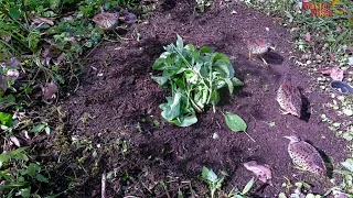  cara gampang pikat burung puyuh ladang pakai mp3