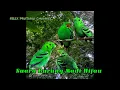 Download Lagu SUARA BURUNG MADI HIJAU