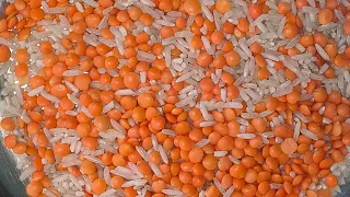 ❤️LIVE Relaxing Lentils Sorting ASMR |Satisfying Black & Red Lentils |Sleep. Study Fact Ujala Hindi