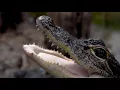 Ask the Aquarium How many teeth do Alligators have