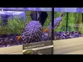How much for a red eared slider Sale Price for a turtle at PetSmart
