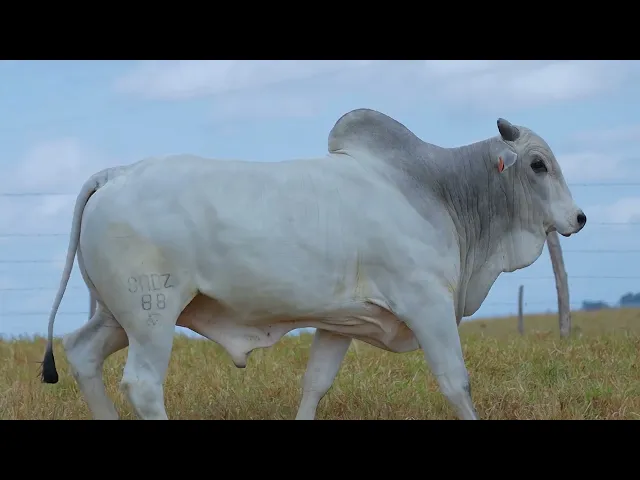 Touro Nelore SABZ - 88