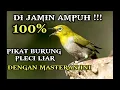 Download Lagu Pikat Pleci Liar 100 Ampuh