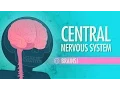 Download Lagu Central Nervous System: Crash Course Anatomy \u0026 Physiology #11