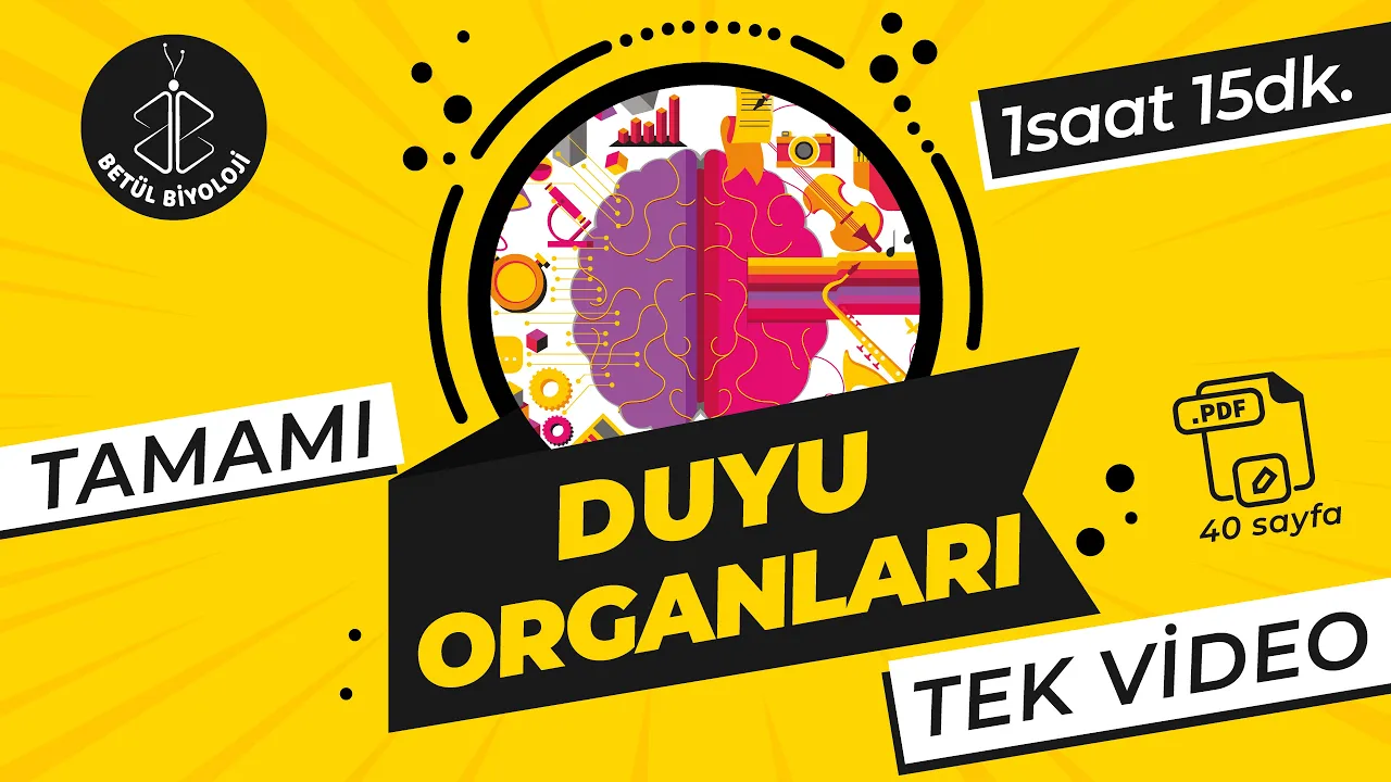 Duyu Organları Tekrar | TAMAMI TEK VİDEO | AYT Biyoloji Konu Anlatımı