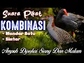Download Lagu SUARA PIKAT KOMBINASI/CAMPURAN BURUNG MANDAR BATU DAN SINTAR. SANGAT AMPUH DI PAKAI SIANG/MALAM HARI