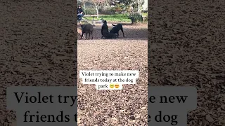 #fyp #vlog #doberman #pets #dream
