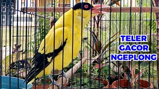 teler gacor ngeplong kepodang emas bukit barisan gacor bongkar isian membuat lawan ikut emosi