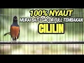 Download Lagu MURAI BATU GACOR FULL ISIAN CILILIN SIAP BUAT LOMBA
