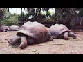 Lagu GENTLE GIANT TORTOISE WALK | 11 HOURS OF RELAXING MUSIC | SOOTHING TURTLE MEDITATION