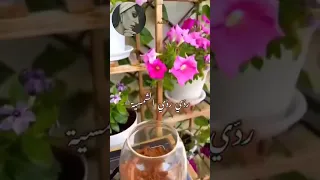 فيروز ردي منديلك ردي دندنها